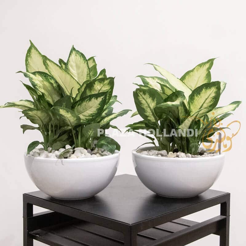Dieffenbachia dieffenbachia plants