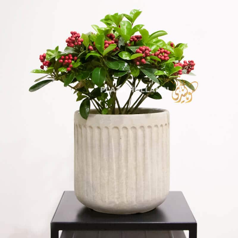 Skimmia Skimmia plant