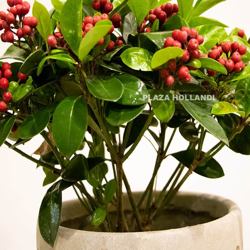 close up of ilex bush 1 close up of berries and pot