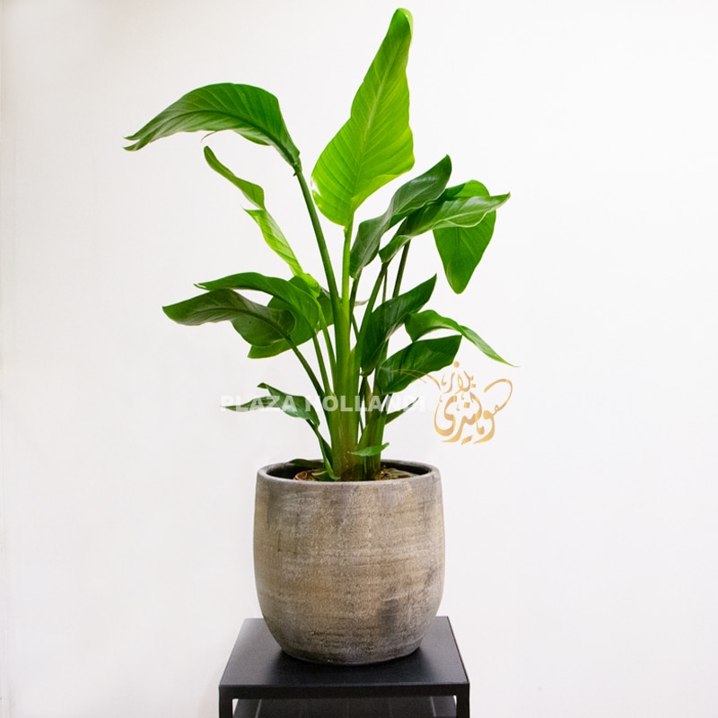 FEB 13 Strelitizia Plant in a pot