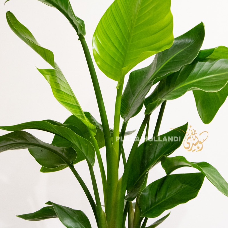 FEB 14 close up of strelitzia