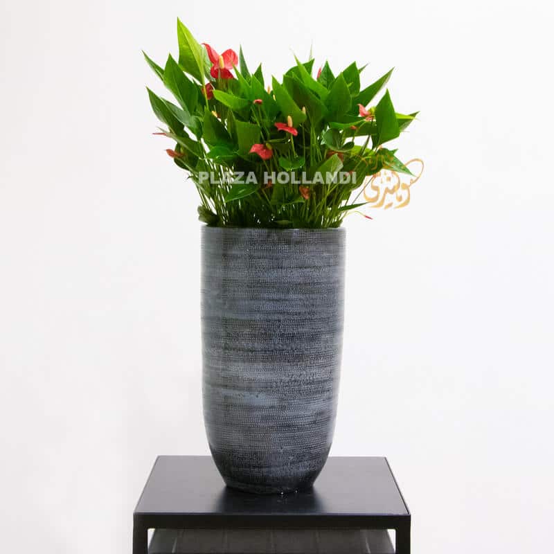 FEB 21 Red anthurium in a tall pot