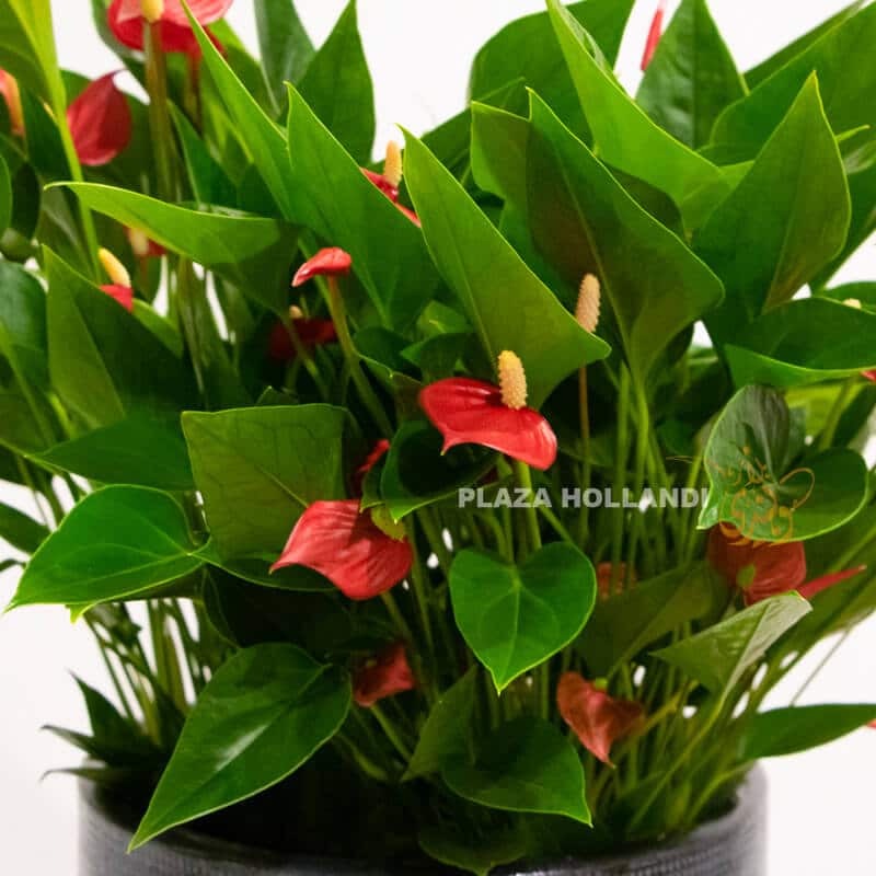 FEB 22 close up of red anthurium