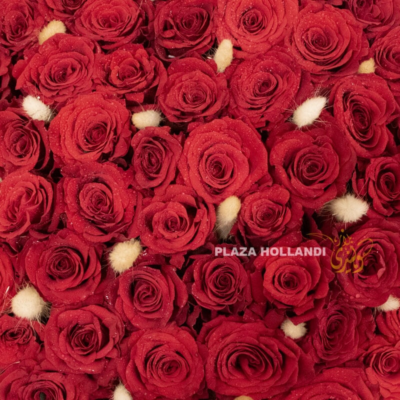 Hollandi Box Red 3 Hollandi Box Red 3
