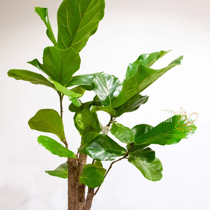 VA1 fiddle leaf fig