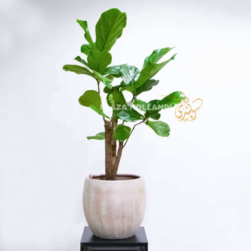 VA2 Fiddle Leaf fig