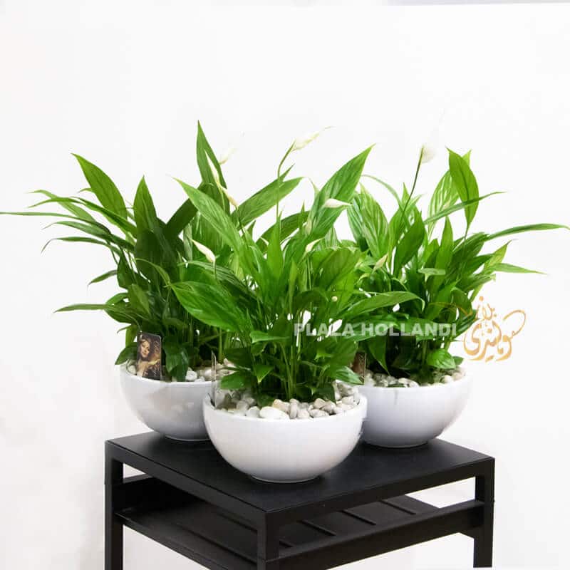 VA3 Three peace lilies