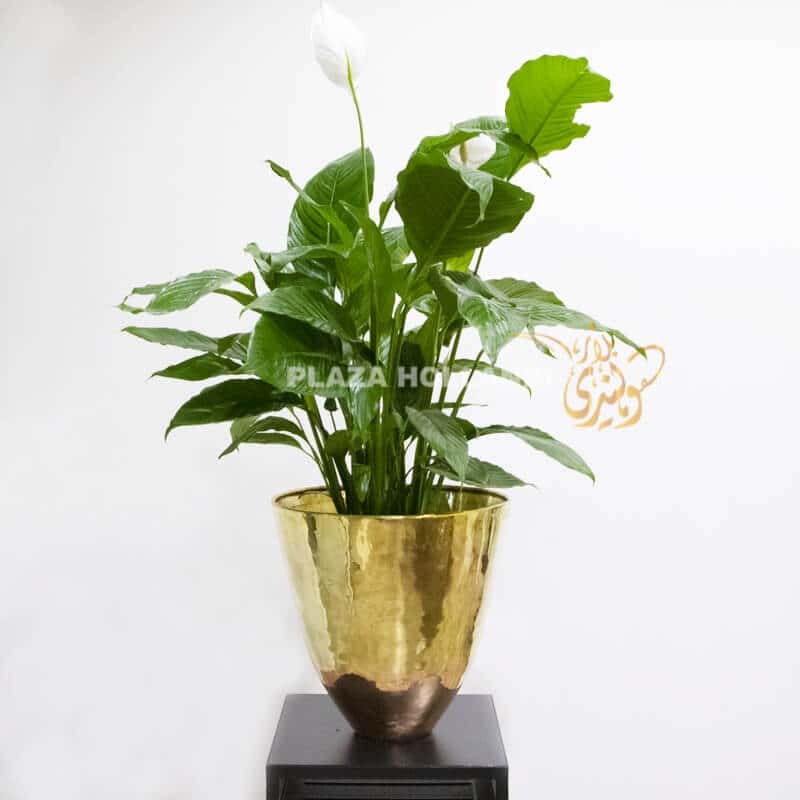 G12 peace lily in a gold pot