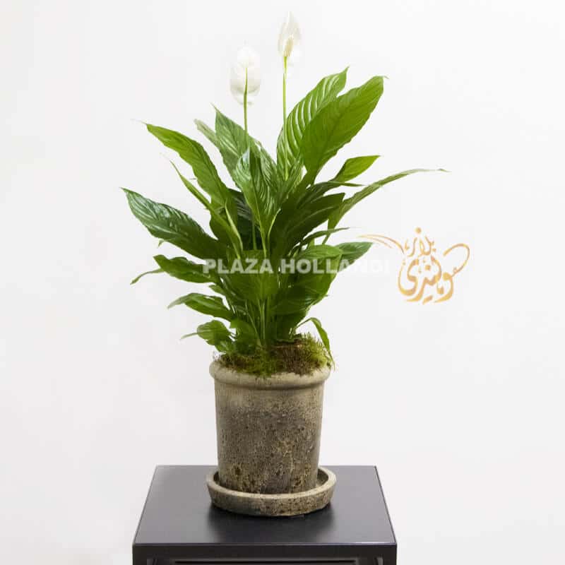 G4 peace lily in a pot