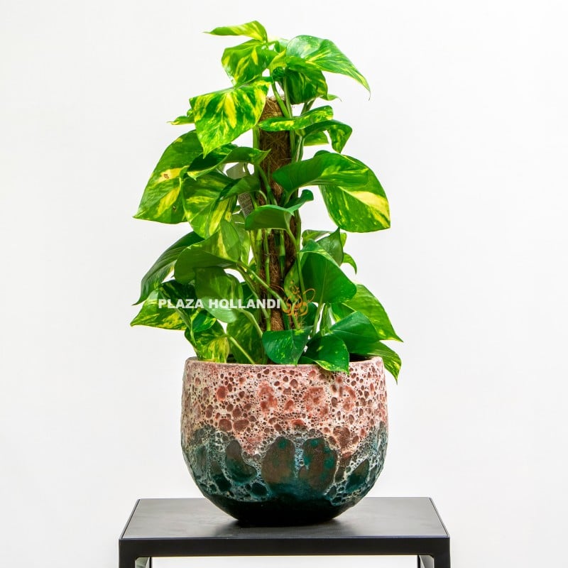 1 (1) Pothos plant in a pot