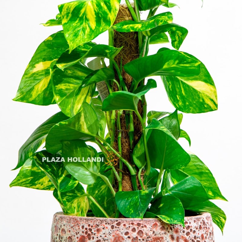 1.3 Close up of variegated pothos