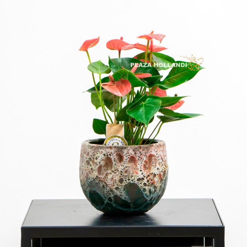 11.2 Anthurium in a pot