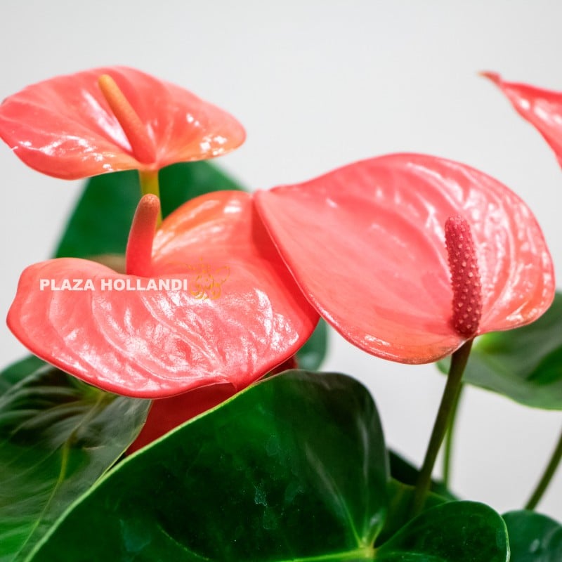 11.3 Anthurium