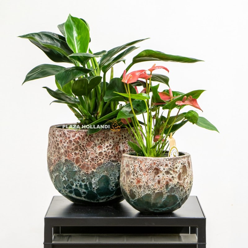 11.4 Anthurium plant and Philodendron plant