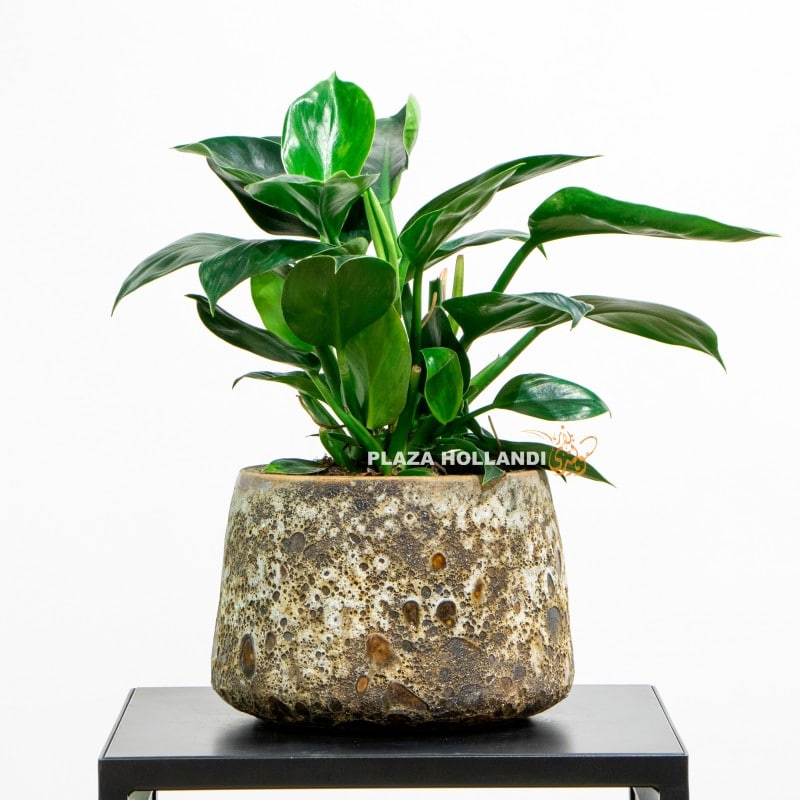 2 (3) Philodendron plant