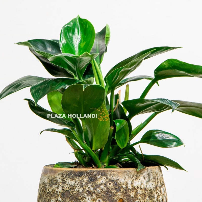 2.1 Philodendron plant