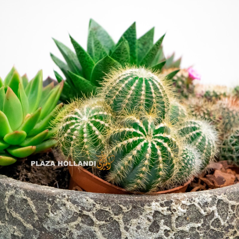 7.1 Mixed succulent and cacti plant