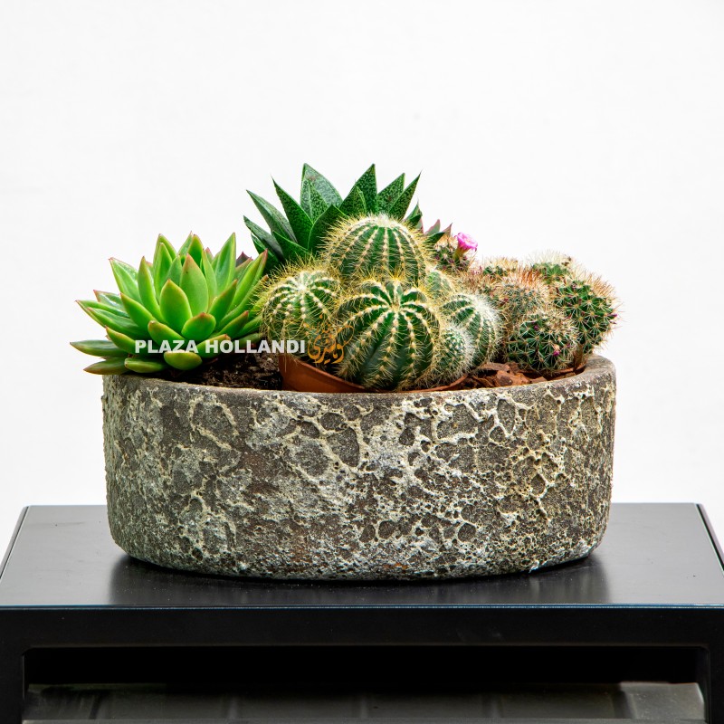 7 Mixed succulent and cacti plant