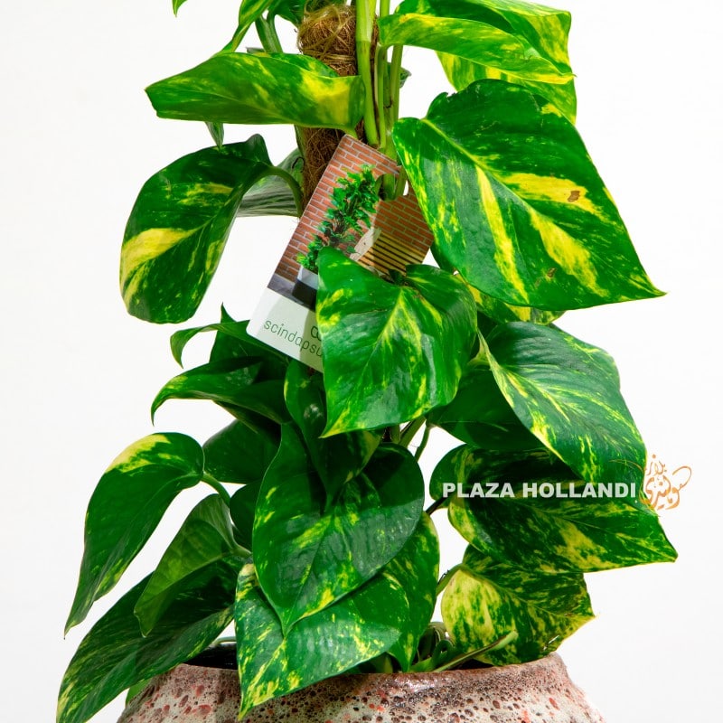 9.2 Variegated Pothos