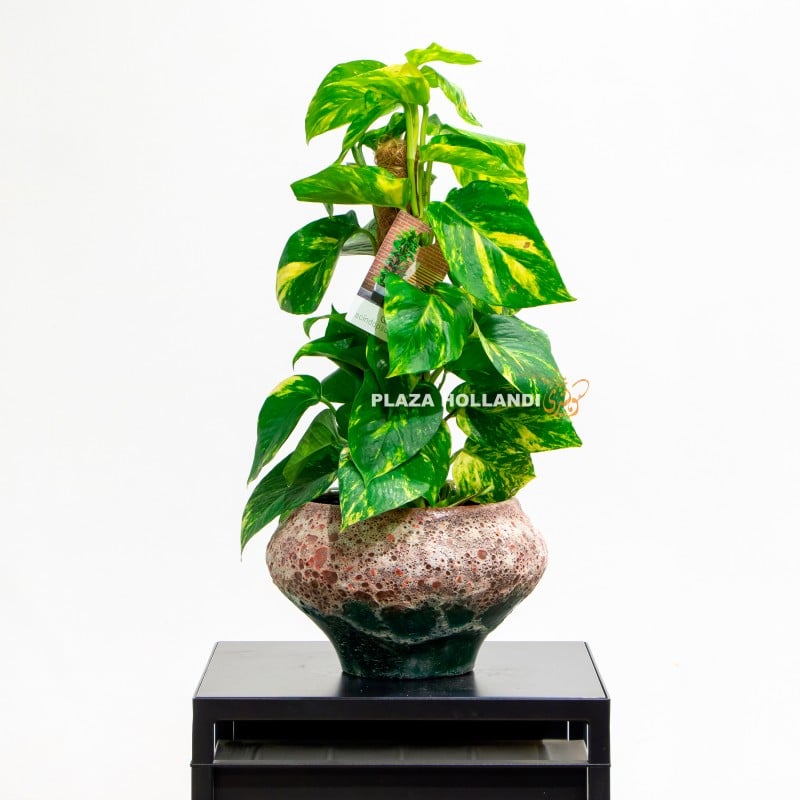 9 Variegated Pothos plant
