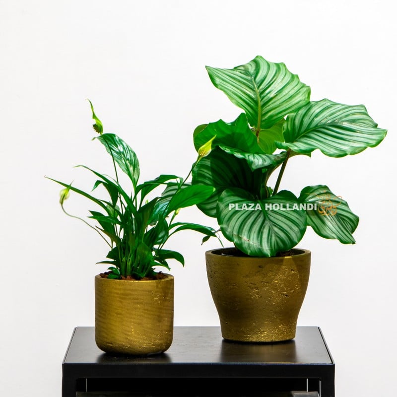 10 Two plants in gold pots