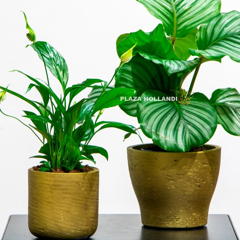 10.1 Calathea and Spathyphyllium plant