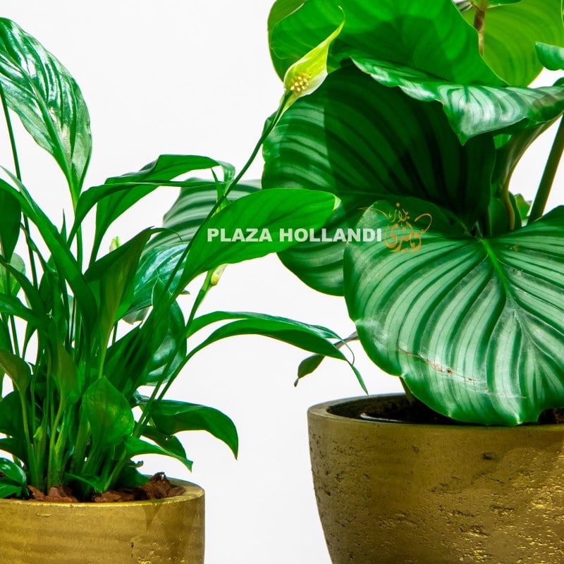 10.2 Close up of plants