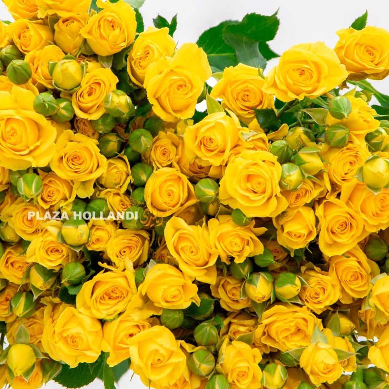 4.1 yellow spray rose