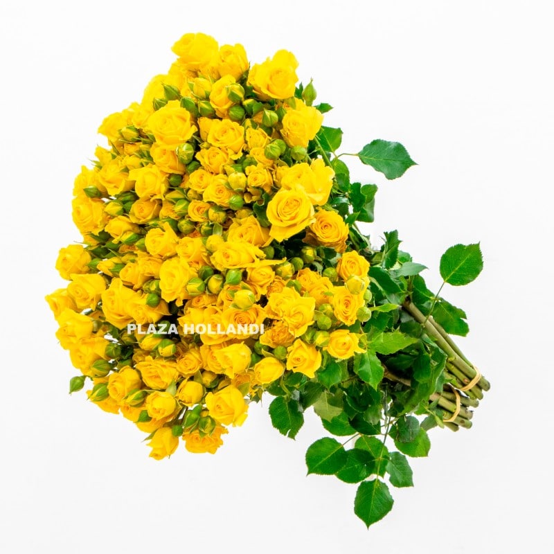4.2 Yellow spray rose