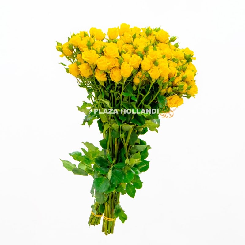 4.3 yellow spray rose flowers