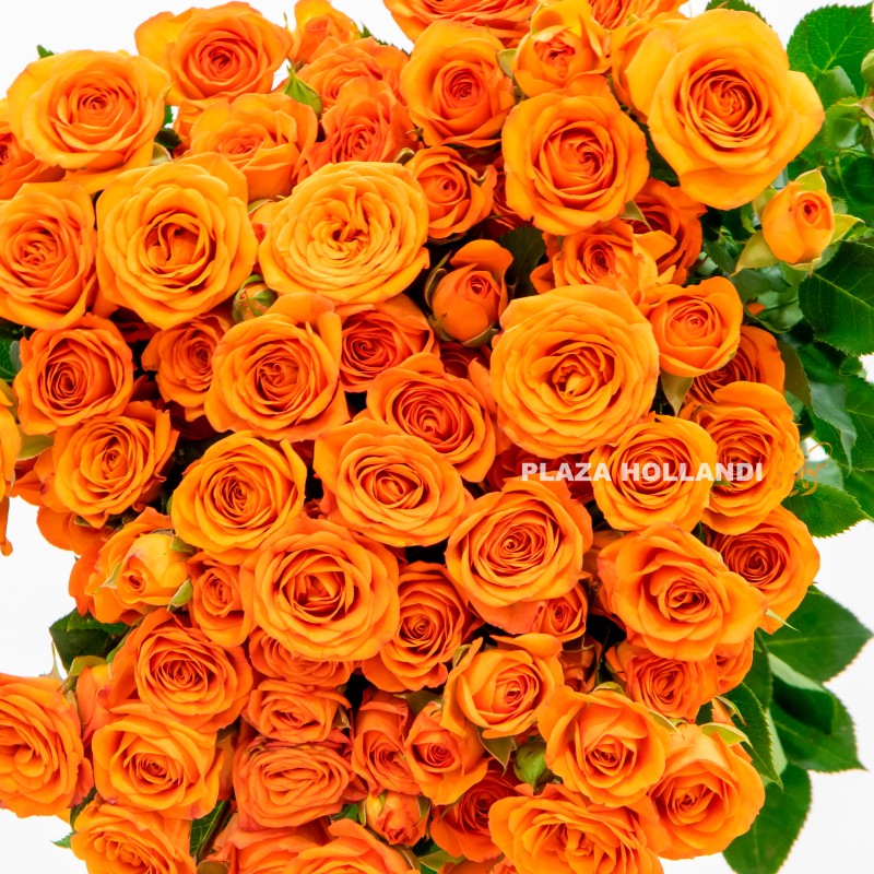 5.1 Orange Spray rose flowers