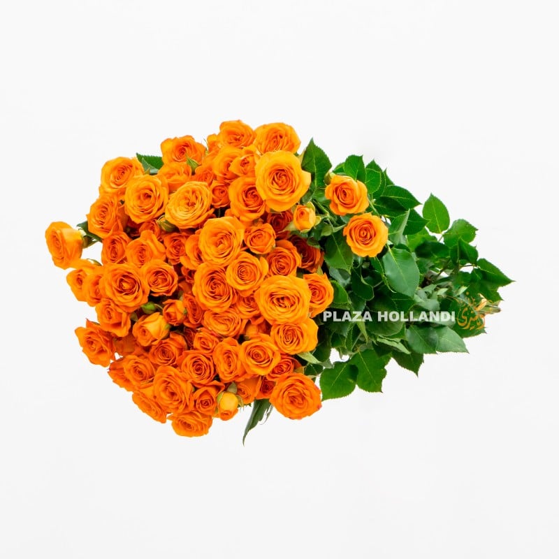 5.2 Orange Spray rose flowers