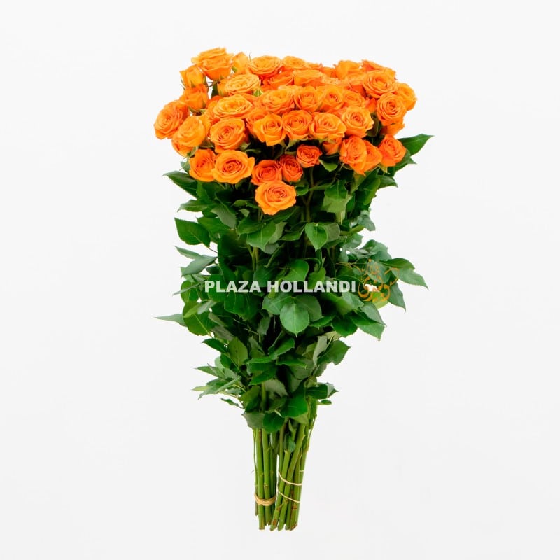 5.3 Orange Spray rose flowers