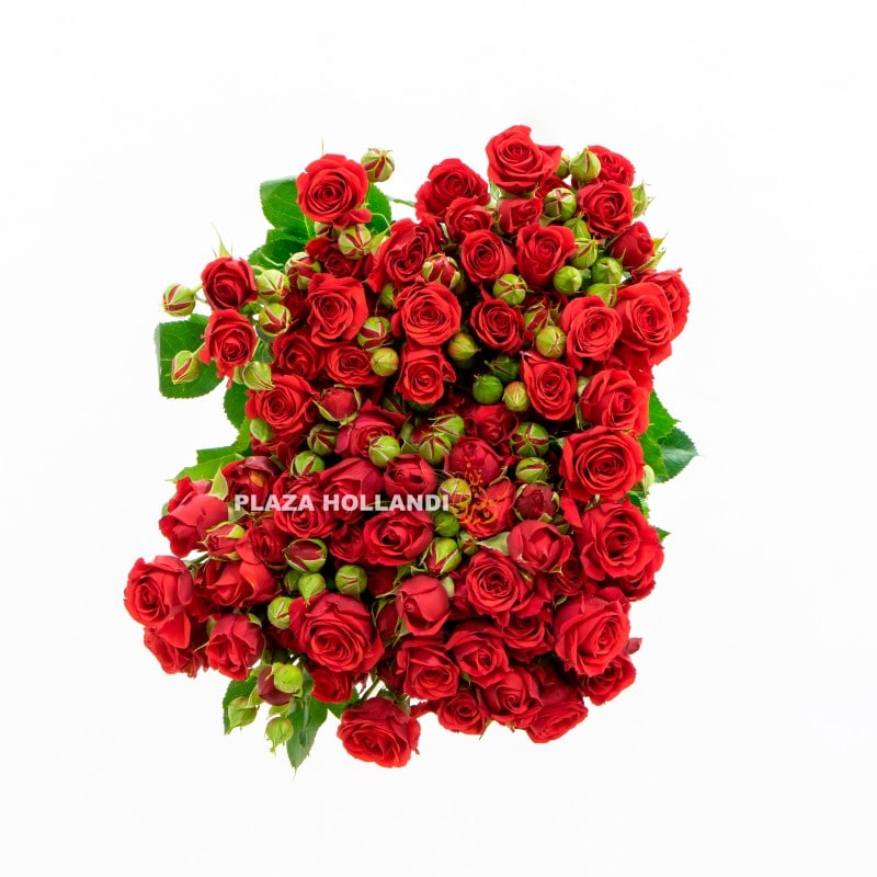 6 red Spray rose flowers