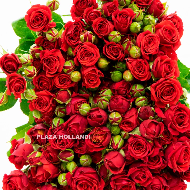 6.1 red Spray rose flowers