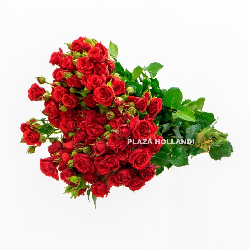 6.2 red Spray rose flowers