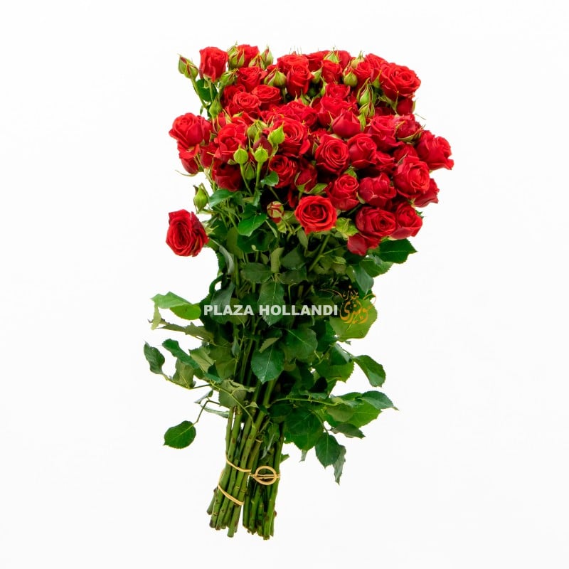 6.3 red Spray rose flowers