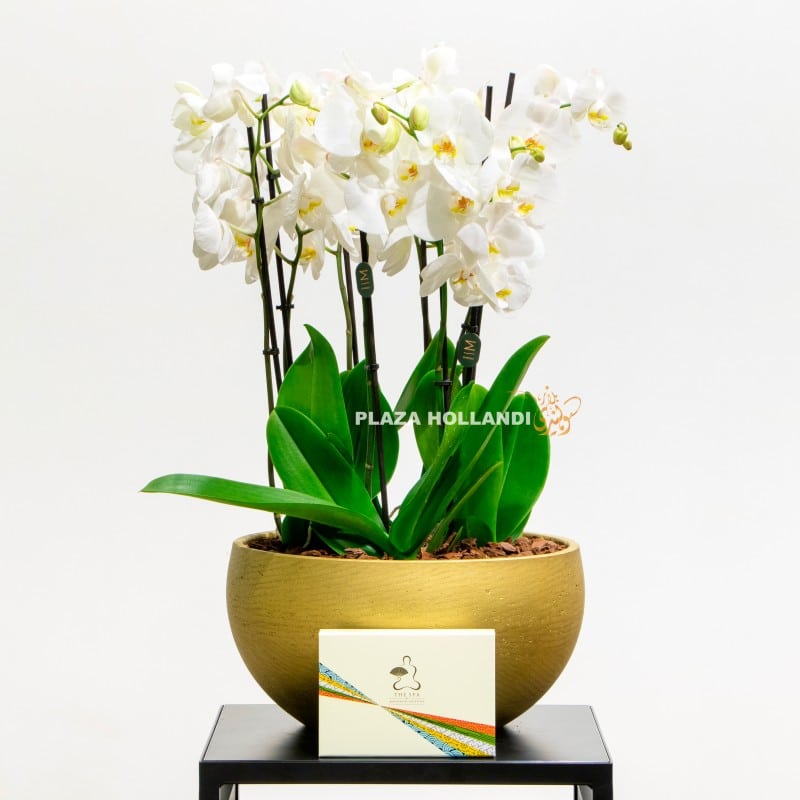 7 White orchids