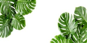 Monstera leaves
