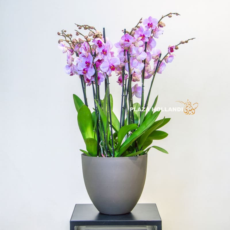 1 pink phalaenopsis plant
