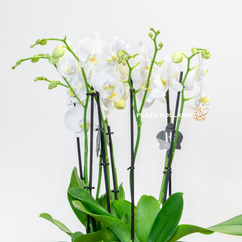 11.3 white phalaenopsis