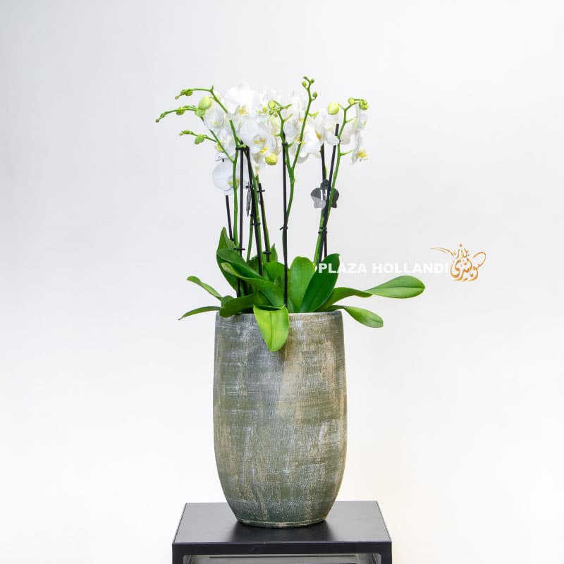 11 white Phalaenopsis in a pot