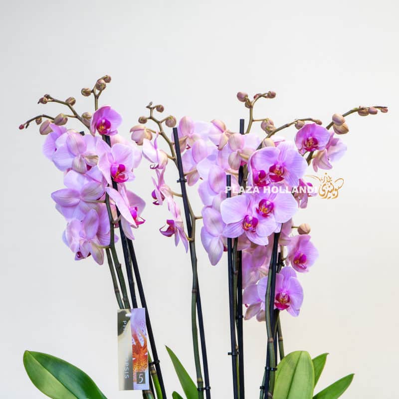 12.2 pink phalaenopsis plant