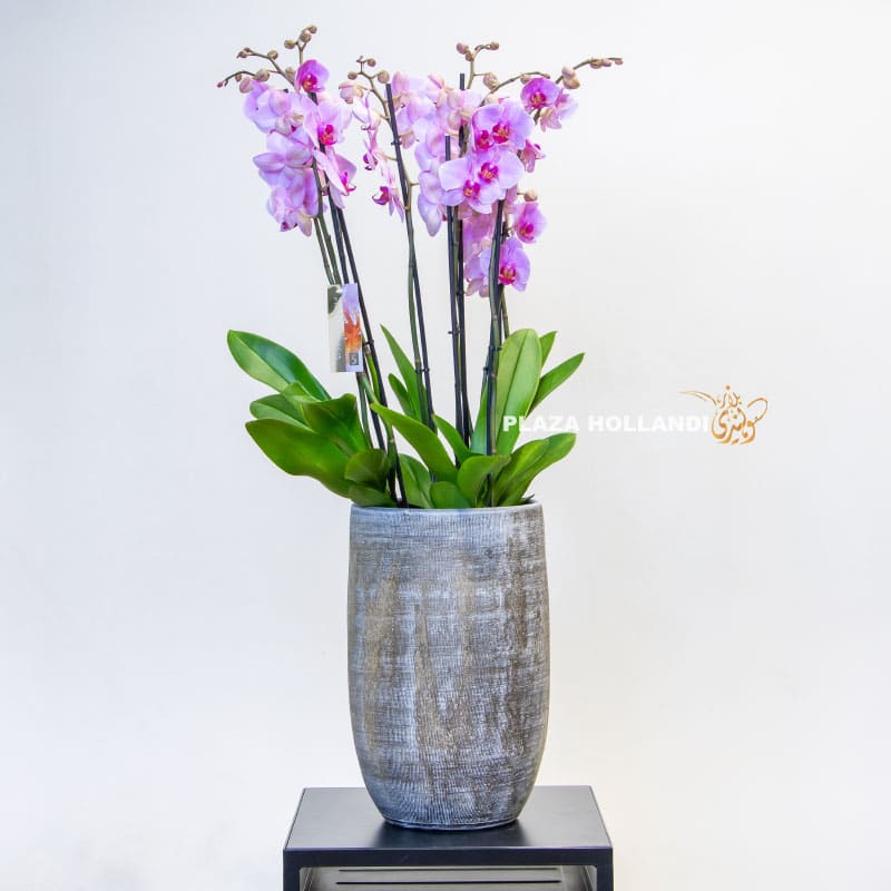 12 pink phalaenopsis