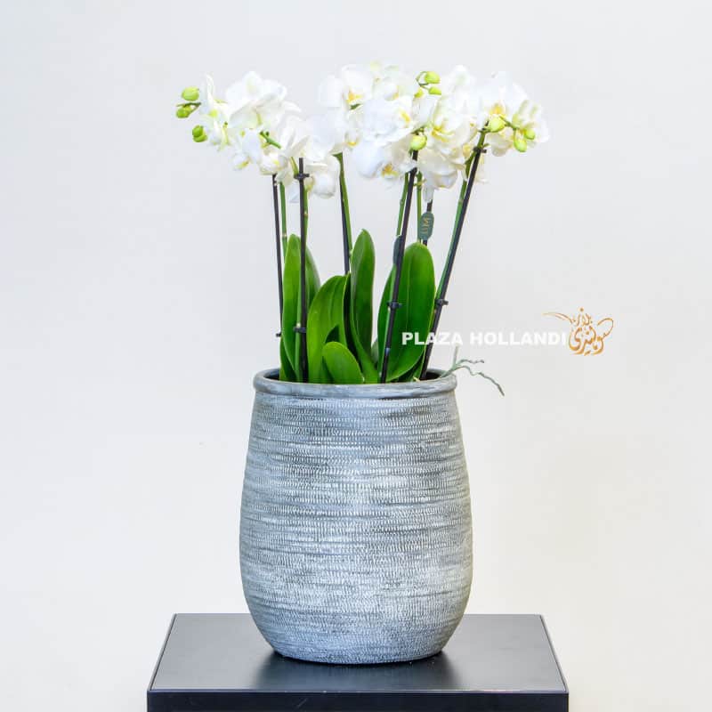 6 white Phalaenopsis in a pot