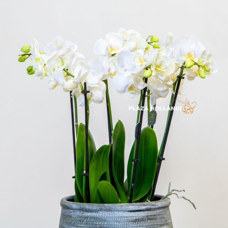 6.2 white Phalaenopsis in a pot