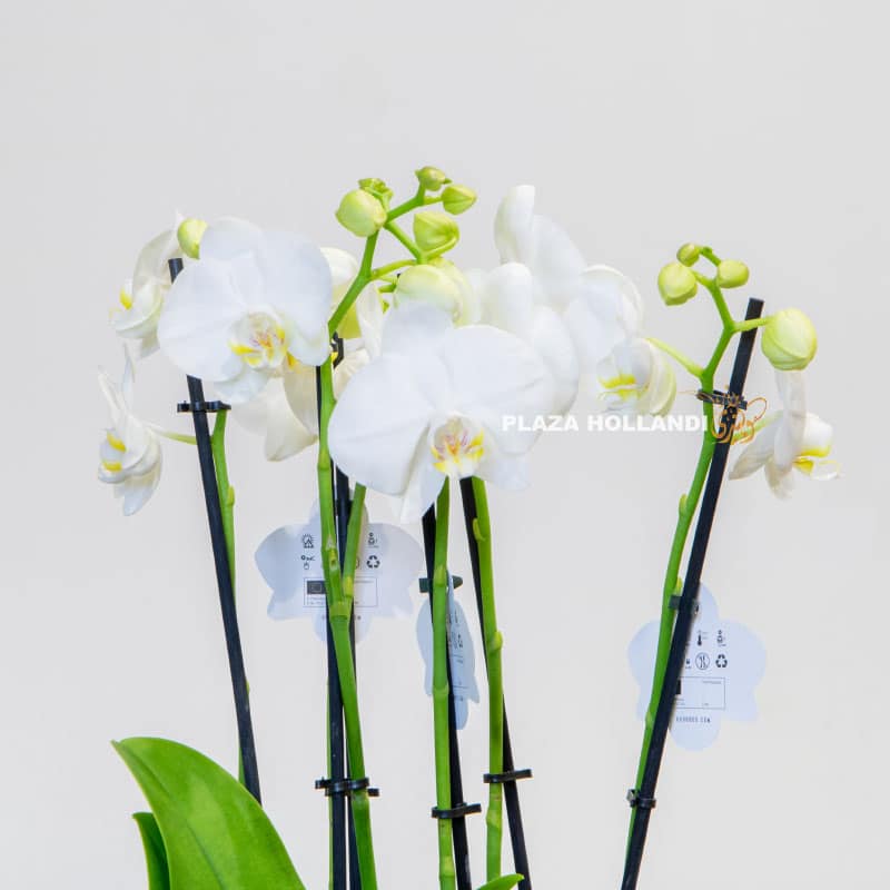 9.3 white phalaenopsis