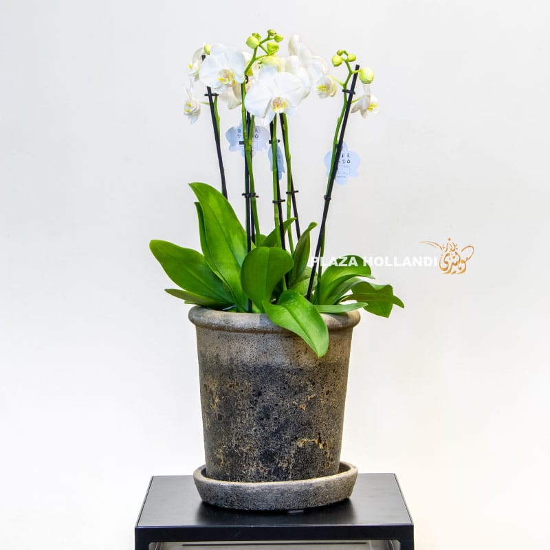 9 white Phalaenopsis in a pot