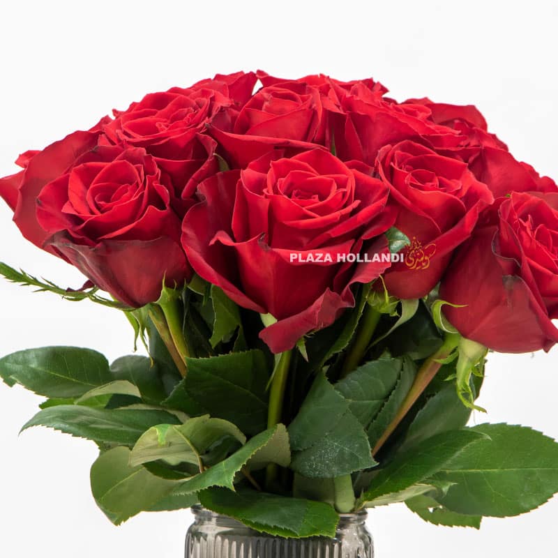 5.4 Red Roese - Plaza Hollandi