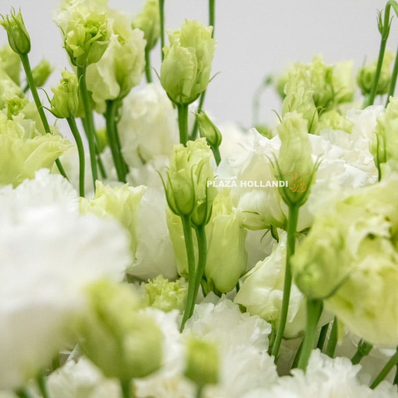 6.3 close up of white eustoma